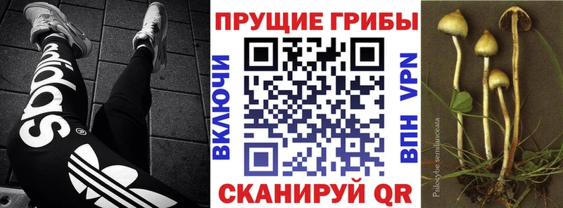 дарнет шоп  Киренск  Галлюциногенные грибы GOLDEN TEACHER 